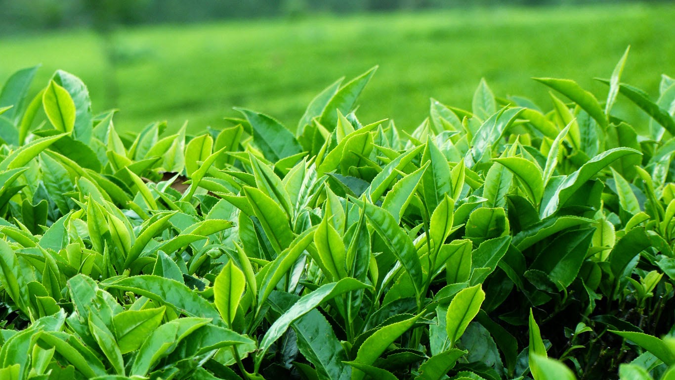 Tác dụng của trà xanh trong điều trị viêm khớp dạng thấp